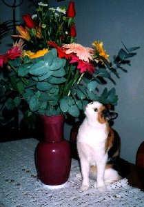Brigida e il vaso di fiori